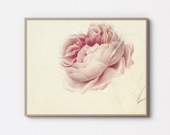 Illustration d'une rose rose antique par G.J.J. van Os, 1792 - 1861 | Art mural vintage imprimable