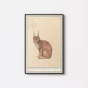 Illustration de la faune du lynx | Anselmus Boëtius de Boodt | 1596 - 1610 | Dessin antique de quadrupède | Art mural imprimable