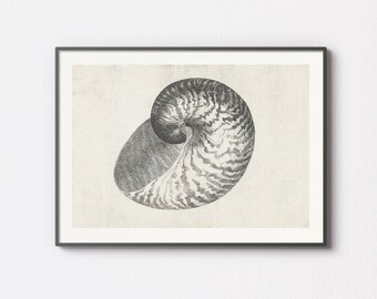 Può includere: Un'illustrazione in bianco e nero di una conchiglia con un motivo a spirale.