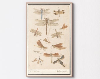 May include: Vintage illustration of dragonflies and damselflies. The image features 15 different species of insects, each labeled with a number. The insects are depicted in various poses, with their wings spread out and their bodies in flight. The image is printed on a cream-colored paper with a brown border.