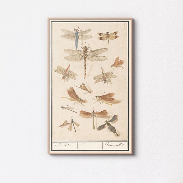 Libellen (Dragonfly) 1596 - 1610  by Anselmus Boëtius de Boodt | Vintage Printable Wall Art | Animals