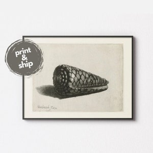 Può includere: Illustrazione in bianco e nero di una conchiglia con superficie testurizzata. L'illustrazione è firmata "Rembrandt, Fecit."