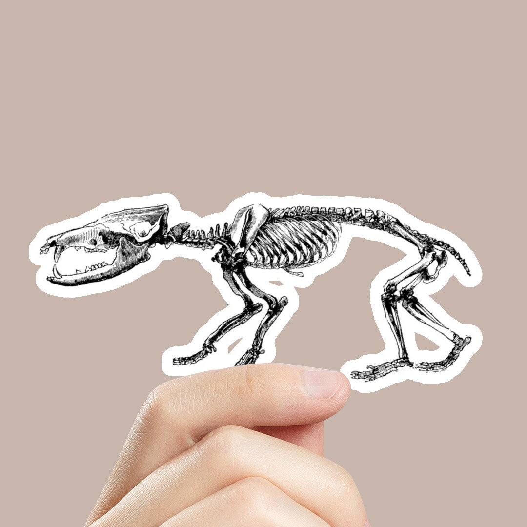 Rodent Skeleton Sticker - Etsy