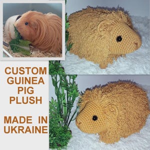 Guinea pig