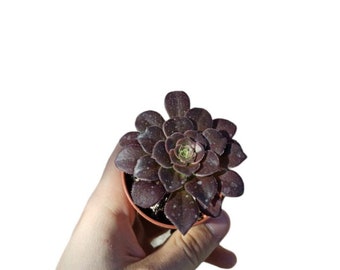 Aeonium Arboreum 'Atropurpureum' pot5cm Succulent Piante grasse Castus Kakteen