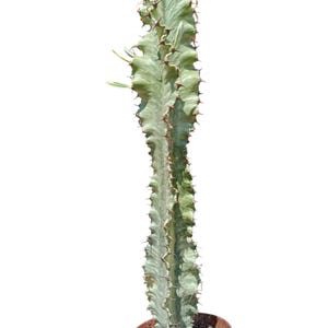 RZADKIE: Euphorbia Erythraeae f. Variegated Ø15cm Kakteen Kaktus Kaktus Sukulent Rośliny sukulentne