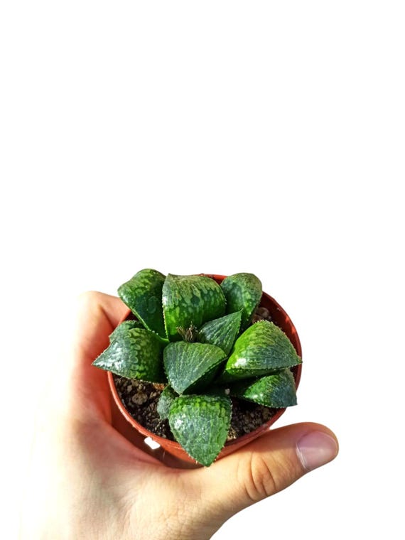 RARE: Haworthia Cv. Queen Marylin 7cm White Flowers Kakteen Kaktus Cactus  Succulent Succulent Plants - Etsy Ireland