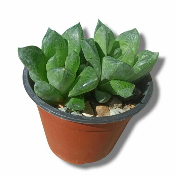 Haworthia cymbiformis succulentes succulentes pot10cm cactus sukkulenten Succulent Succulent Kakteen Kaktus