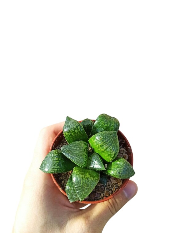 grünlilie frostschaden Chlorophytum lemon main image 1