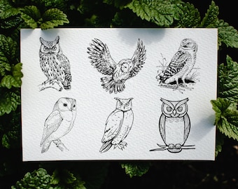 Owl SVG Bundle, Clipart, Silhouette, PNG (Digital Download)