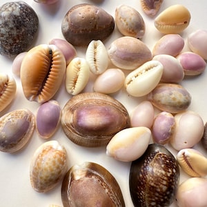 May include: A selection of seashells in a range of colours including brown, cream, and purple. The shells are of different sizes and shapes, some with detailed patterns. The arrangement includes cowrie shells and other types, creating a natural, coastal theme.