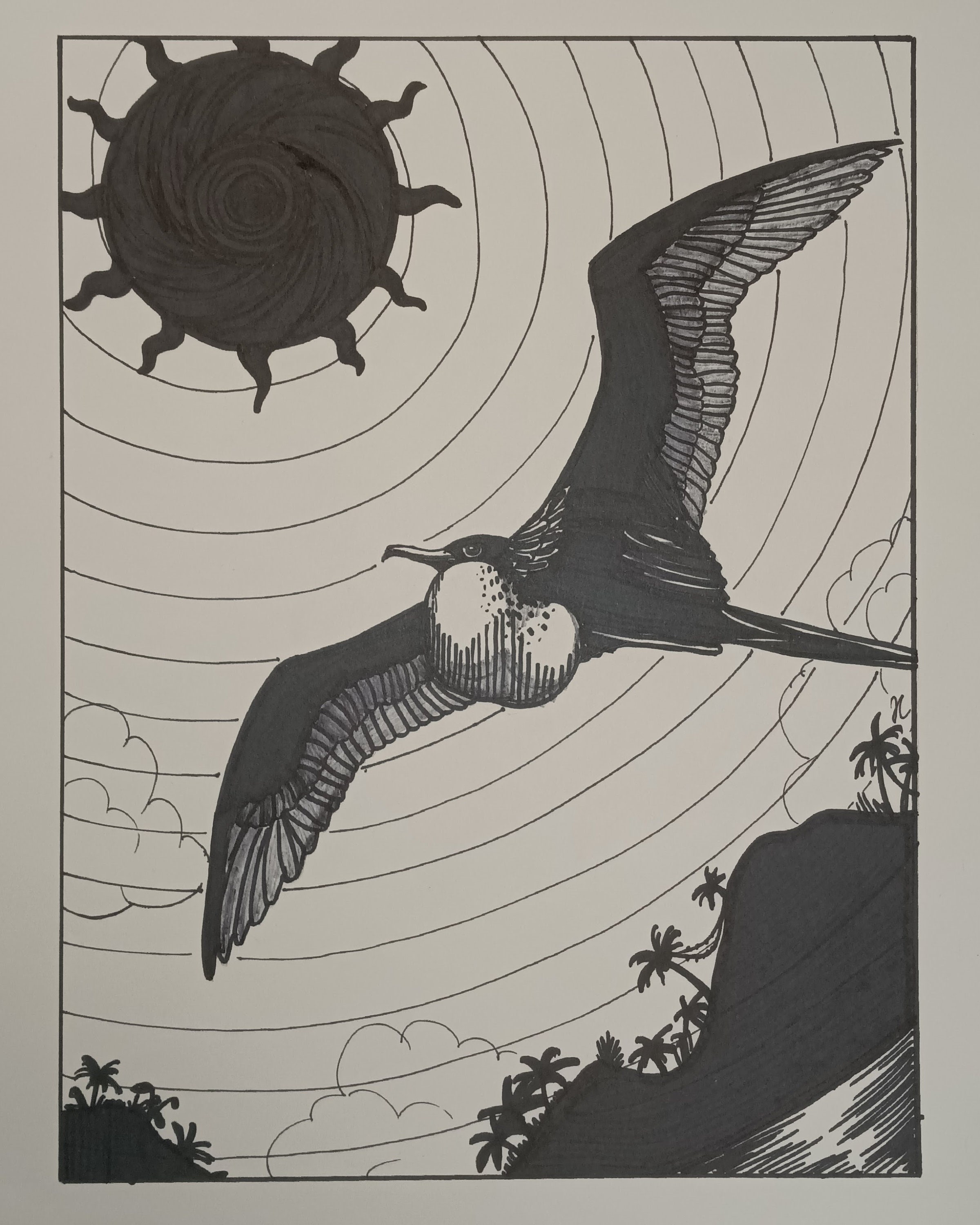 Magnificent Riflebird Drawing Magnificent Frigatebird Ink Drawing - Etsy