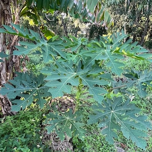Dried Papaya Pawpaw Leaf Herbal Tea Leaf Caffeine Gluten Free Vegan Organic and Natural Florida Grown 1OZ