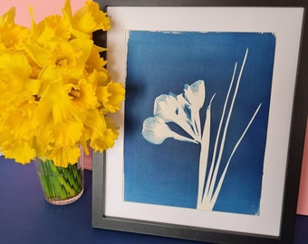 Original Iris cyanotype print | handmade, unique print sold framed (11 x 13 inch black frame)