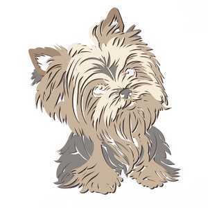 May include: A brown and white Yorkshire Terrier dog with long hair, looking up and to the right. The dog is sitting with its front paws tucked under its body.