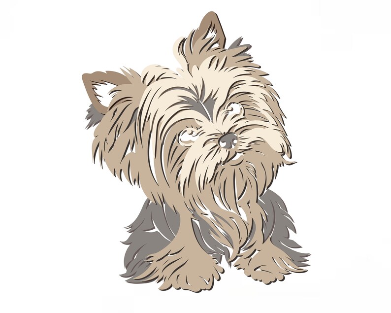 May include: A brown and white Yorkshire Terrier dog with long hair, looking up and to the right. The dog is sitting with its front paws tucked under its body.