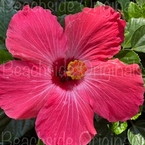 Pink Hibiscus Flower Digital Photo Background