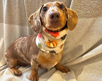 May include: A dapple dachshund with brown and tan fur wearing a cream-colored fleece neck warmer. The neck warmer features a repeating pattern of orange pumpkins, green leaves, and brown acorns. The dog has long, floppy ears and dark eyes.