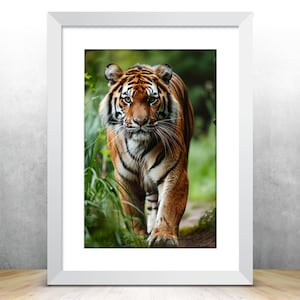 May include: A close-up of a tiger walking towards the camera in a lush green forest. The tiger has orange and black stripes and is looking directly at the viewer.