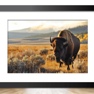 Majestic Bison Landscape Photography Print, on Canvas, Framed and Matted, Photo Paper, Metal & Acrylic, Available in Extra Large Sizes