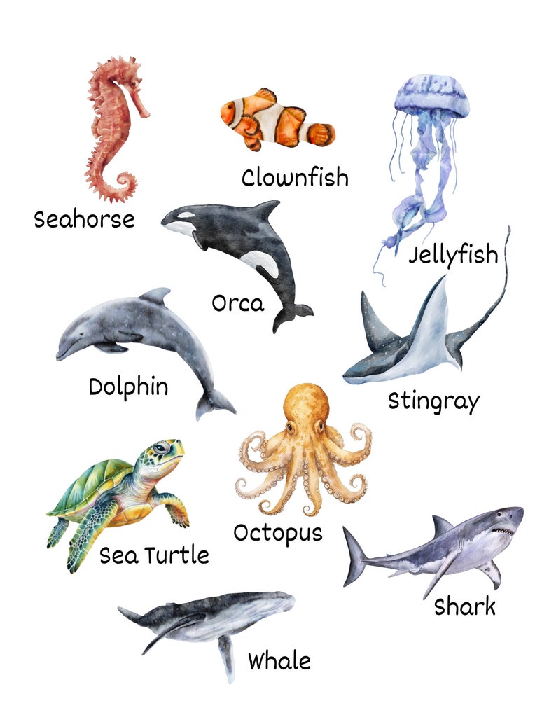 Marine Life Learning Printable Sea Life Learning Printable Ocean Life ...