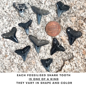 Real Shark Tooth Necklace Pendant – Large Makoshark Tooth On Black Cord With Wood Beads
