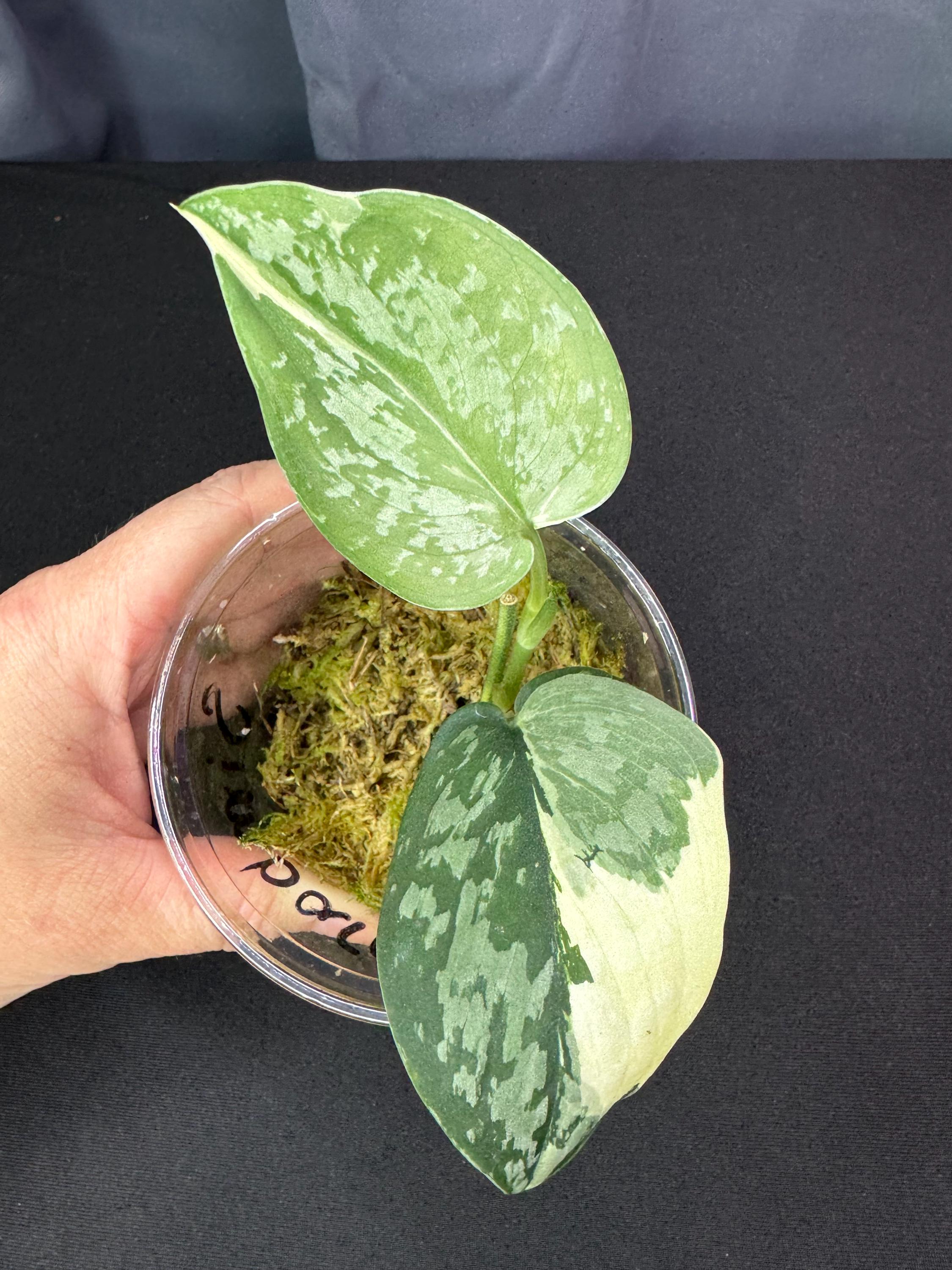 Scindapsus Simbara - Etsy