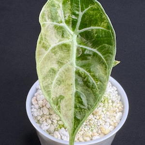 Variegated Alocasia Watsoniana Doff “Pride of Curup”