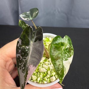 Alocasia Pink Bambino Arrow