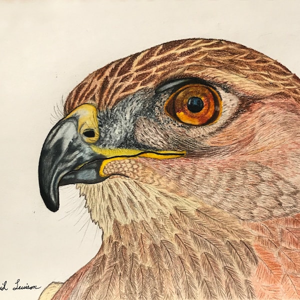 Red-Tailed Hawk- Close up- Wildlife Art Print- Color Pencil Drawing