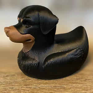 Kaczka Rottweiler