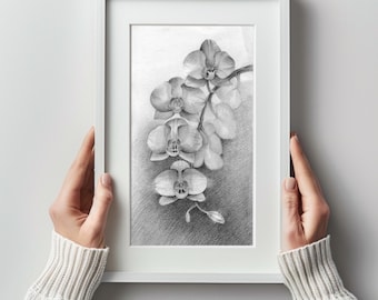 Blooming Orchid White Flowers Phalaenopsis Graphite Drawing Framed