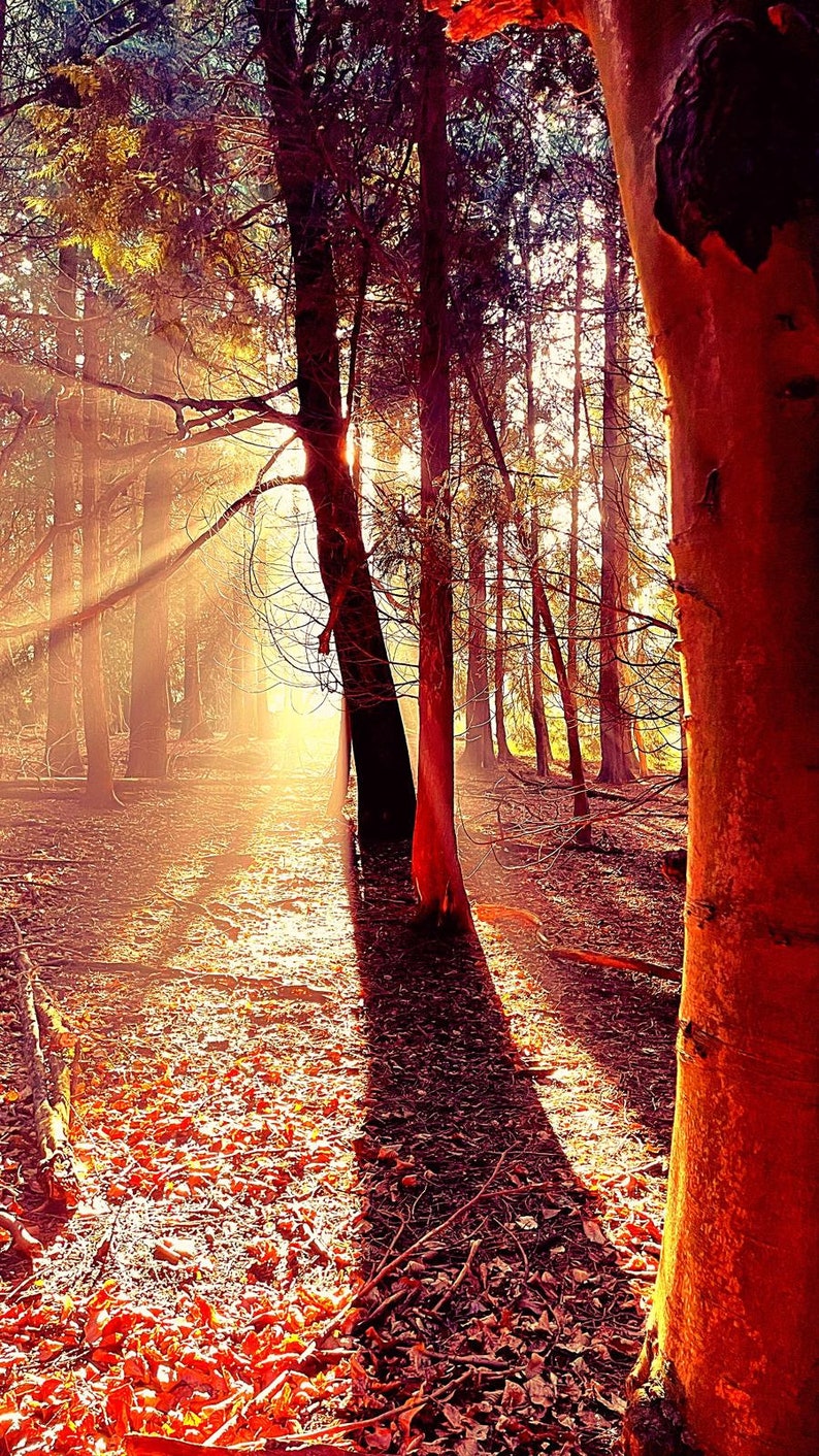 Puede incluir: La luz del sol atraviesa un bosque de &aacute;rboles con corteza roja, proyectando largas sombras sobre el suelo cubierto de hojas ca&iacute;das.