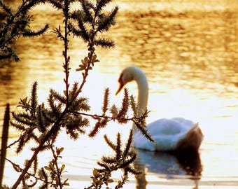 Elección - Impresión de cisne al atardecer