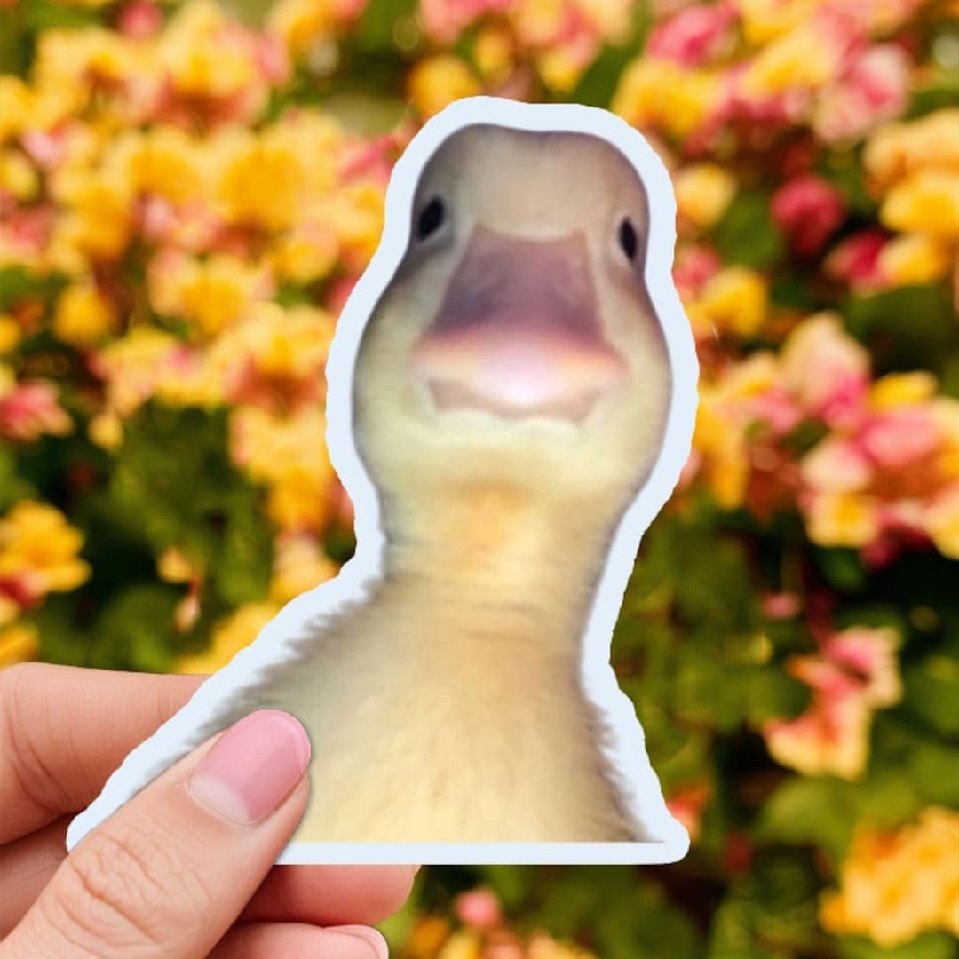 Duck Staring Meme Sticker Duck Looking at the Camera Meme Sticker