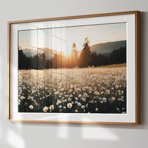 Puede incluir: Una fotografía enmarcada de un campo de flores silvestres blancas con un bosque en el fondo. El sol brilla a través de los árboles, creando un resplandor cálido.