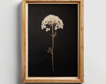 May include: A framed print of a white flower with a black background. The flower is a delicate, feathery bloom with a long stem.