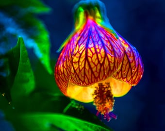 Lueur de lanterne hawaïenne