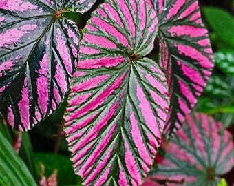 Blooms625 ベゴニア ルージュ バリエガタ ベゴニア ベゴニアの種子 30