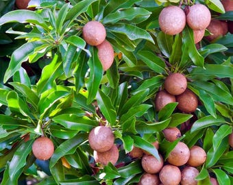 タイのサポジラ フルーツ、ラムート、マニカラ サポタ、またはブア