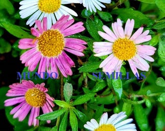 Erigeron Karvinskianus O Hierba De Burro | Cuidados - Foto 10