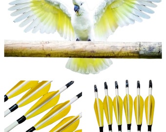 Op de afbeelding: Een set van zes gele en witte gevederde pijlen met zwarte shafts. De pijlen zijn in een rij gerangschikt, met de veren naar de kijker gericht. De pijlen zijn ontworpen voor boogschieten.