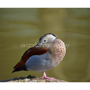 Colorful Wild Duck Photography – Peaceful Bird Wall Art, Nature Digital Download