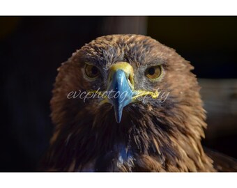 Majestic Golden Eagle Portrait – Powerful Bird of Prey Photography, Digital Wildlife Wall Art Download