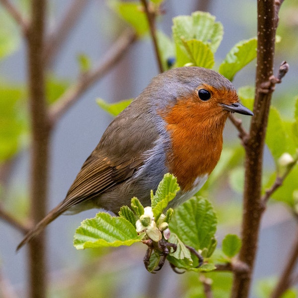 Close up of a robin red breast. Iconic British bird, symbolic of Christmas. Spring image 8.5" x 11"