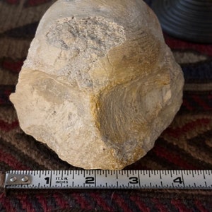 Titanothere Vertebrae Fossil
