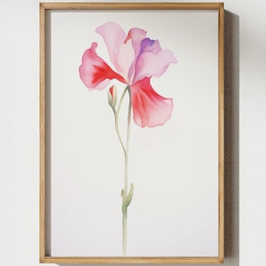 Guisante dulce abril nacimiento flor acuarela pared arte calma impresión simple naturaleza diseño hogar guardería día de la madre regalo ARCHIVO DIGITAL