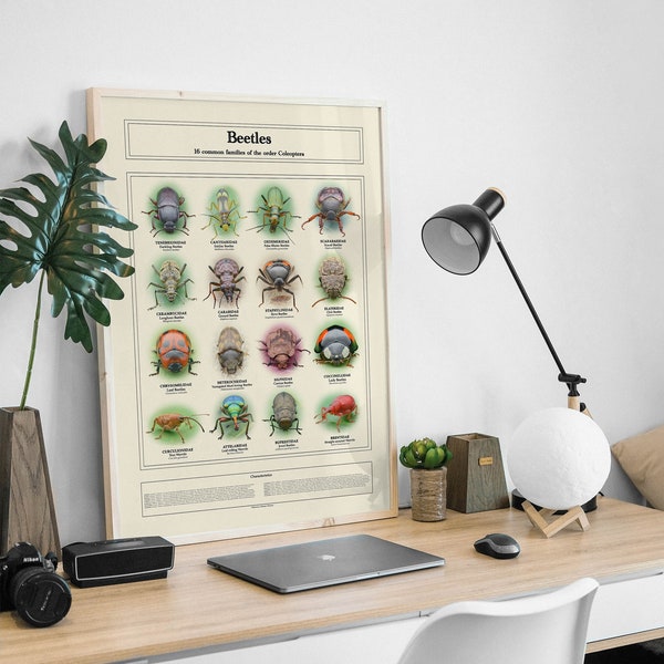 Beetle (Coleoptera) families identification poster | High quality photos | Living specimens