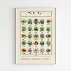 Educatieve fotoposter voor identificatie van weevilsoorten, vintage natuurkunst aan de muur, print insectenkever, decor entomologie diversiteit