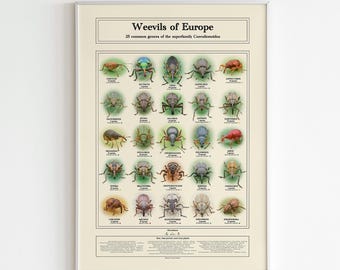 Educational scientific weevil species identification photo poster, Nature vintage wall art, Insect beetle print, Entomology diversity decor